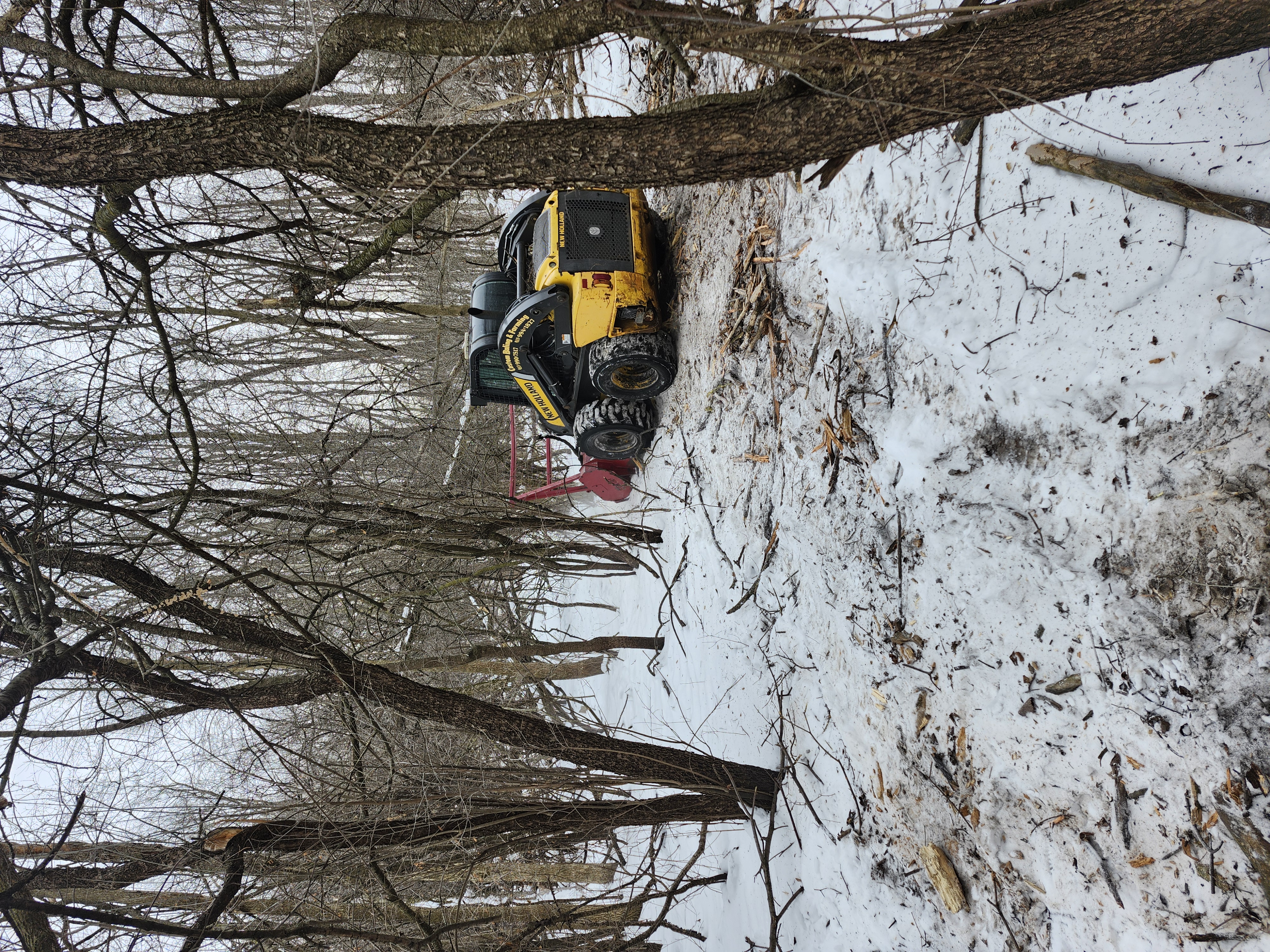 Expert Tree Removal