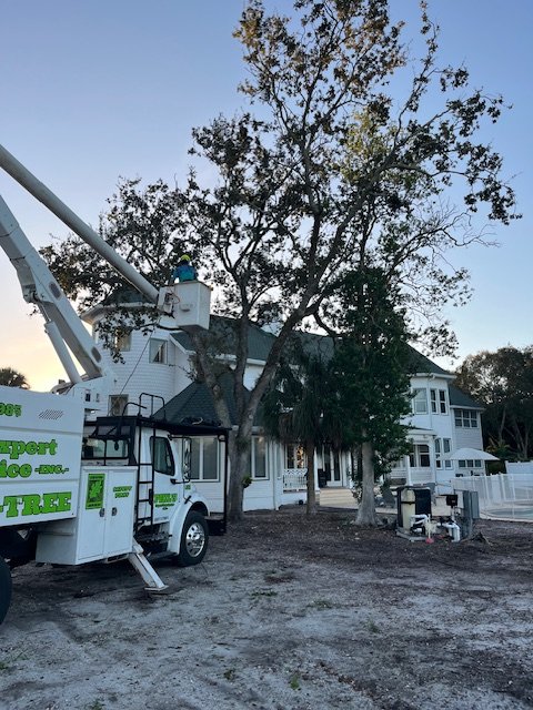 Tree Service