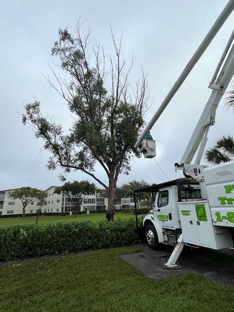 Tree Service
