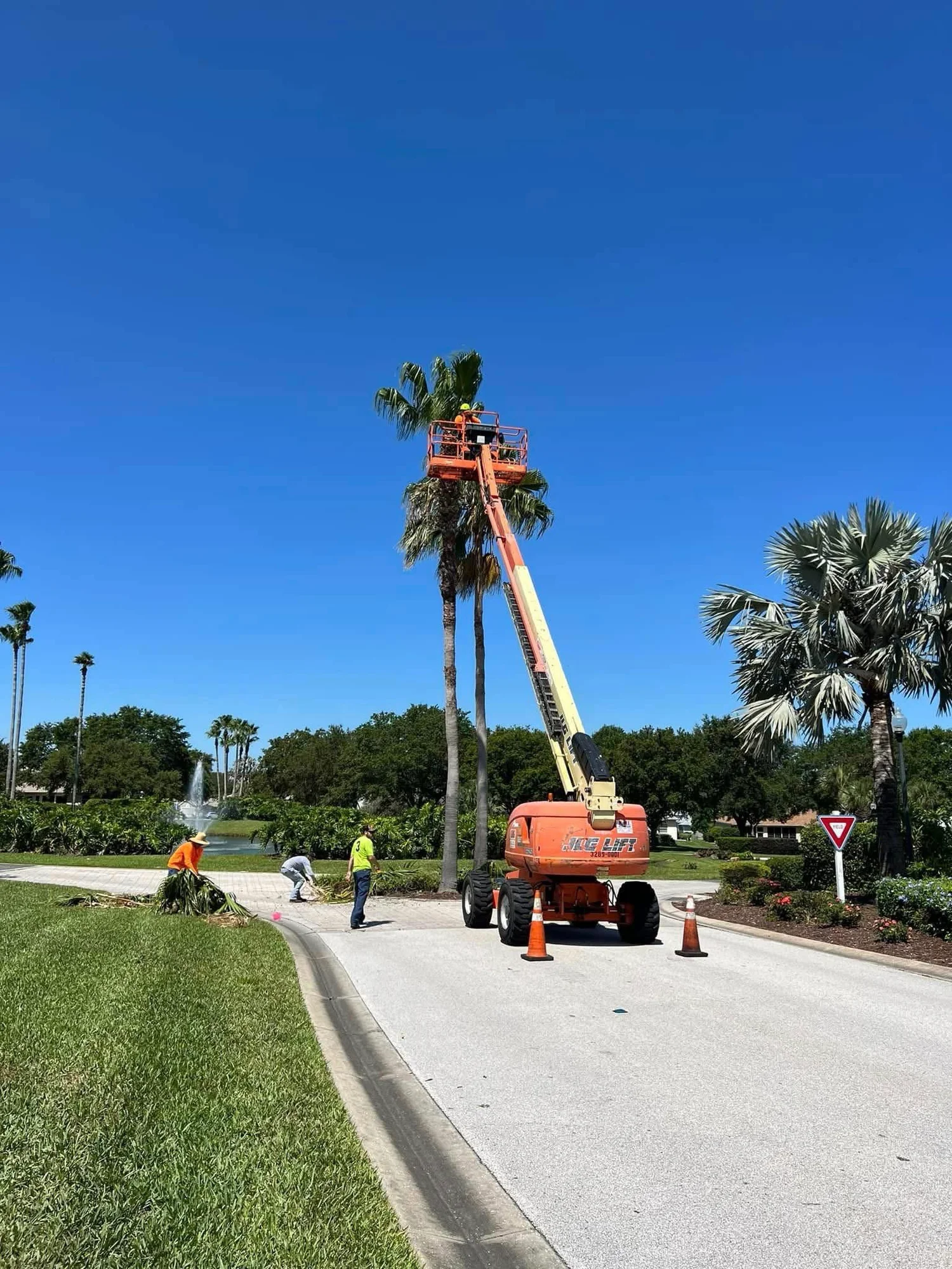 Tree Services
