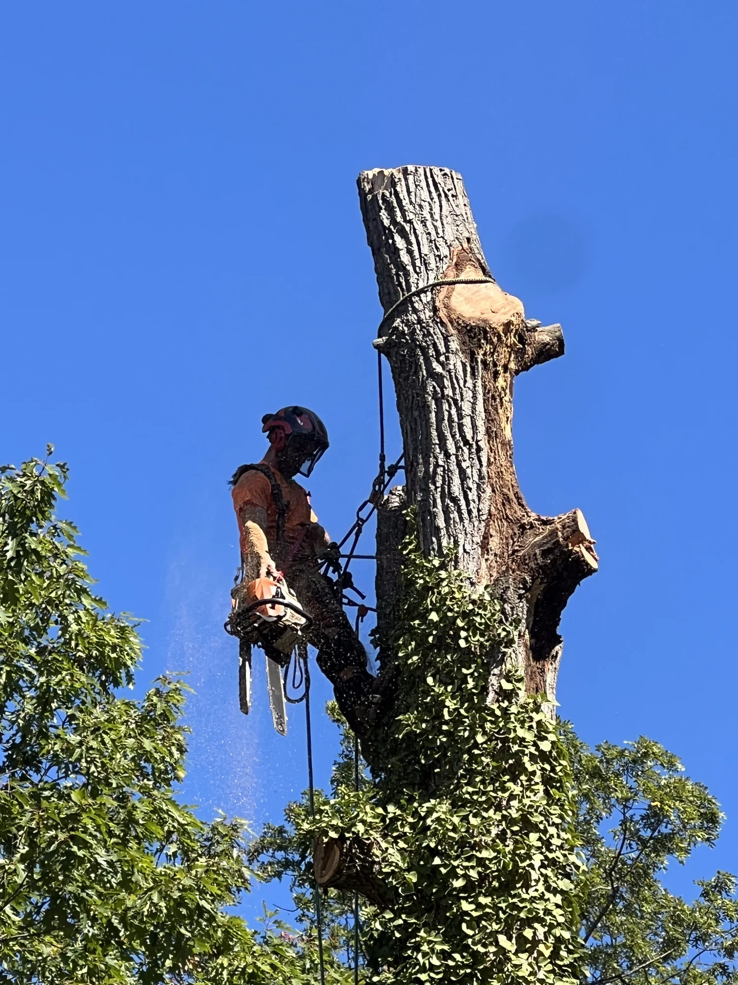 Tree Service