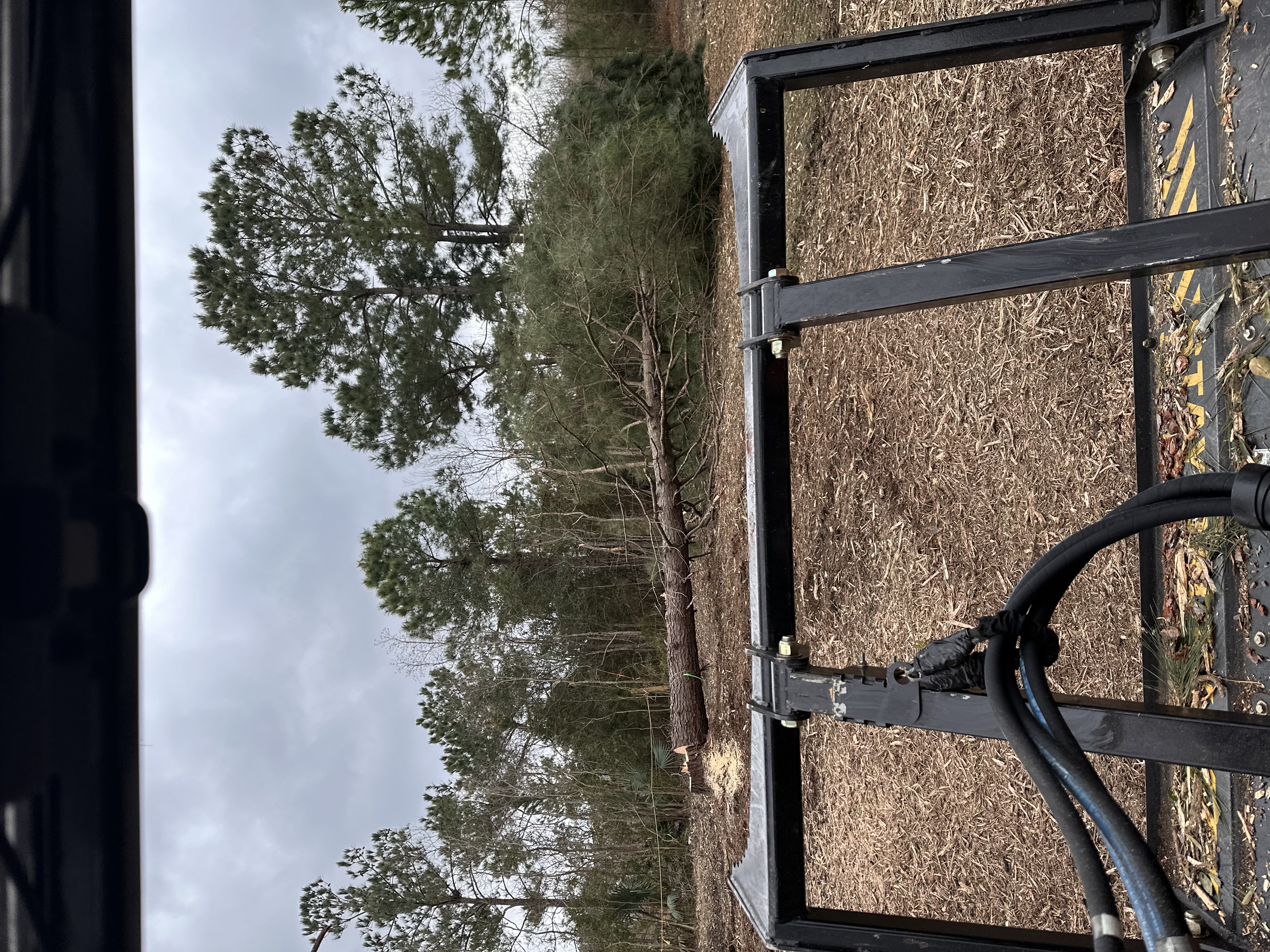 Tree Service